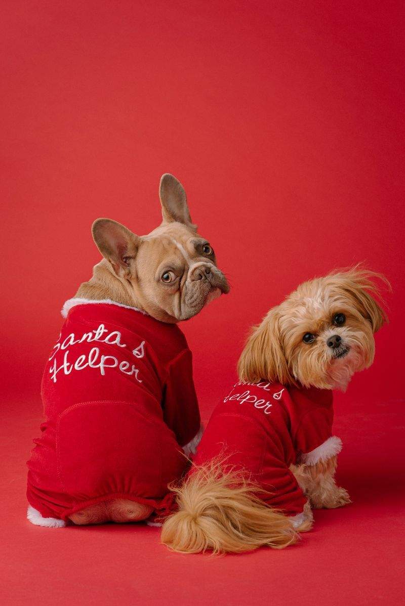 Choosing the Right Pet Care Services for a Busy Week