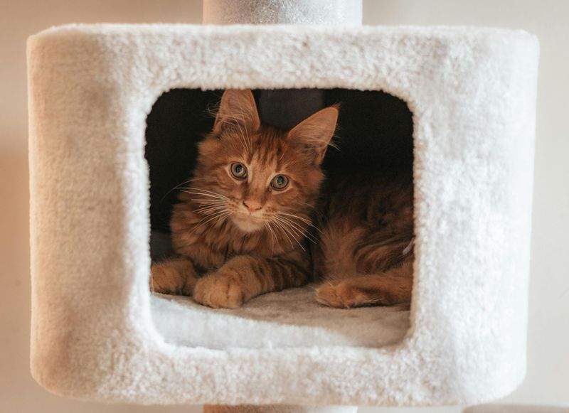 Maple Paws Pet Care 6