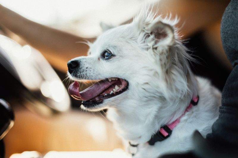 Maple Paws Pet Care 7