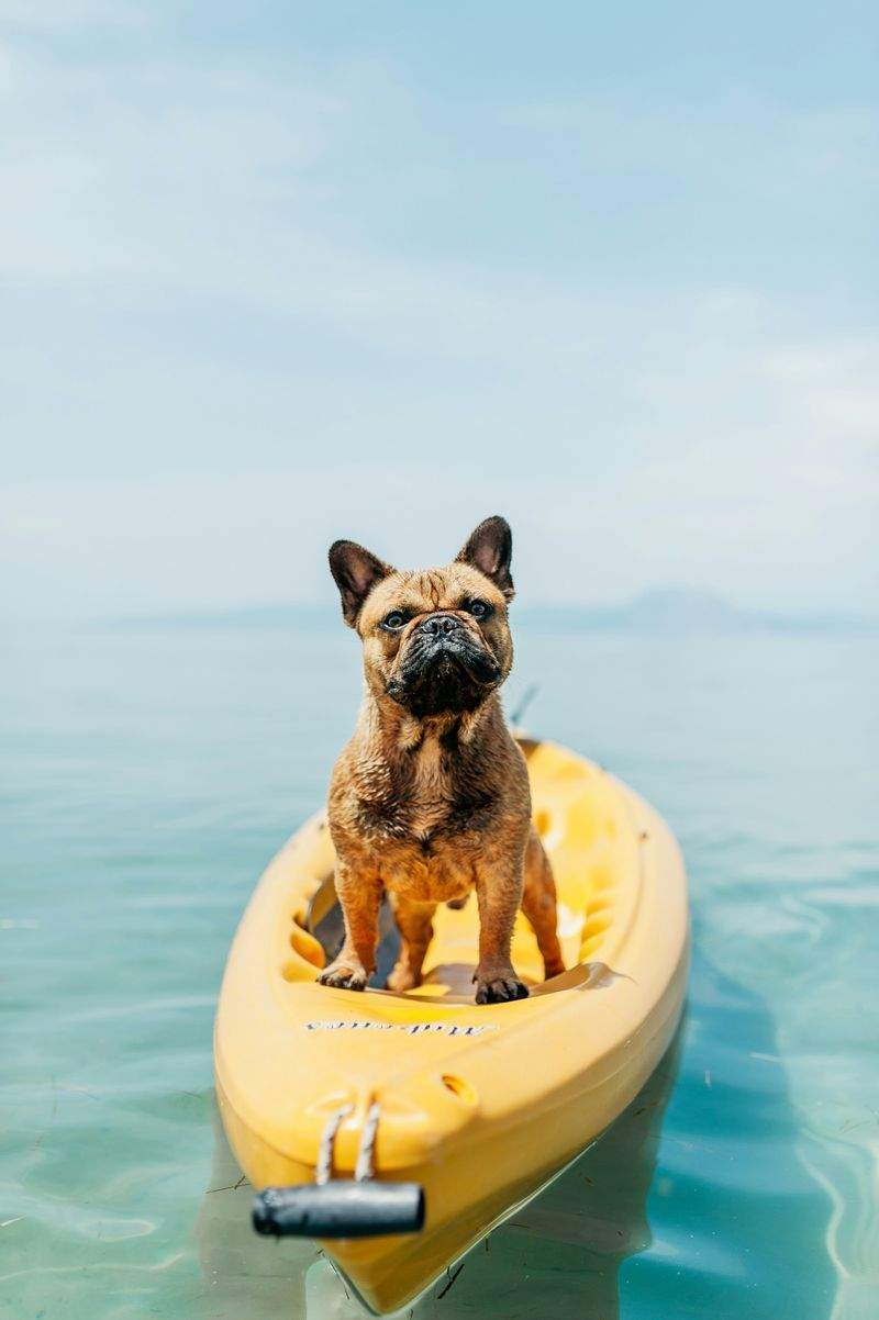 Maple Paws Pet Care