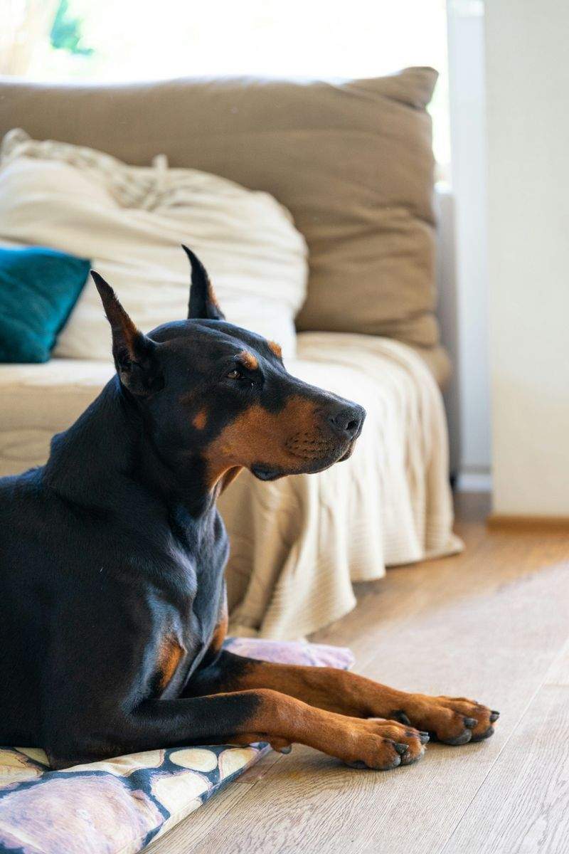 Basic pet wellness check-ins